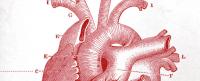Illustration of a heart